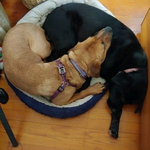 Meet your Posher, Bridgette